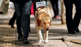娱乐吃瓜酱导盲犬,跟随“吃瓜酱”探索无障碍世界的欢乐时光